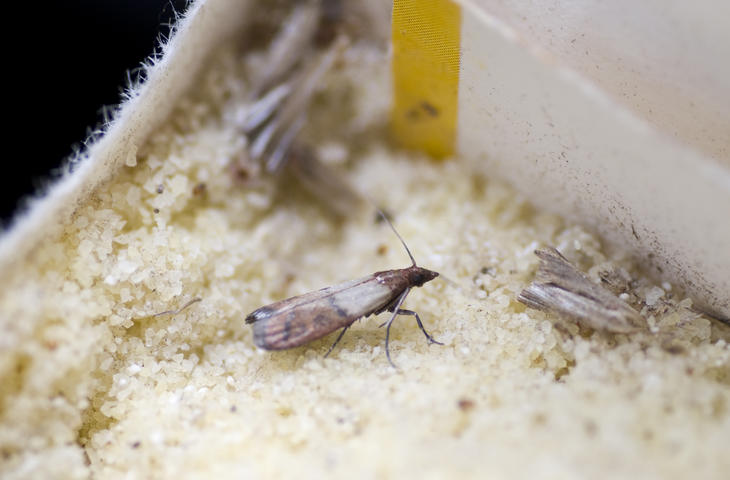 Invasion de Mites