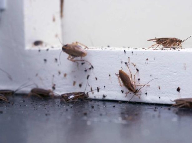 Désinsectisation : les différentes méthodes pour se débarrasser des insectes nuisibles