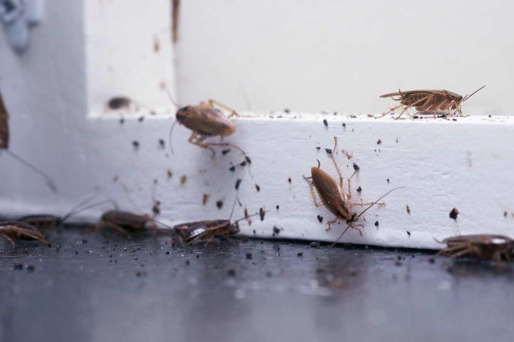 Désinsectisation : les différentes méthodes pour se débarrasser des insectes nuisibles