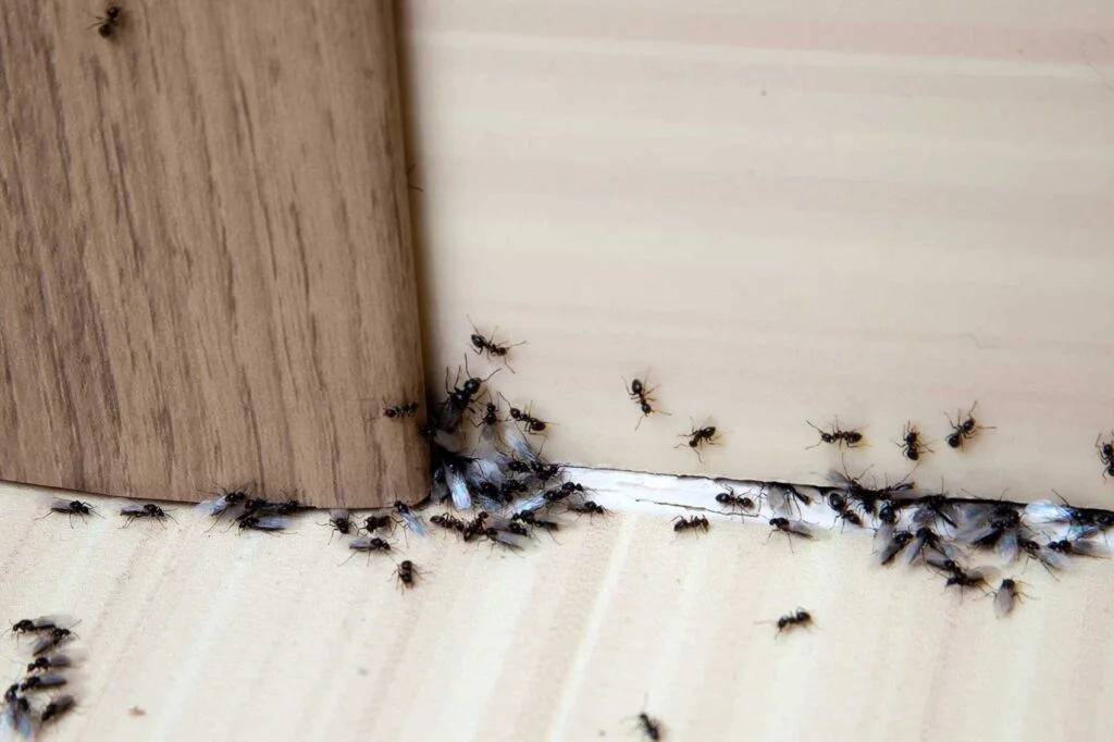 Invasion de fourmis