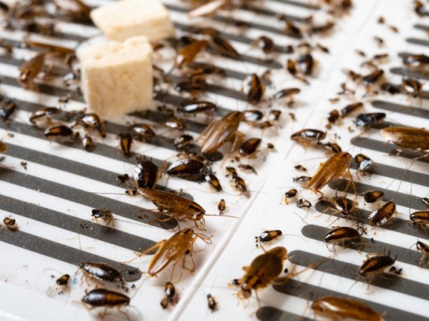 Prévention des nuisibles : comment protéger votre maison ou votre entreprise ?