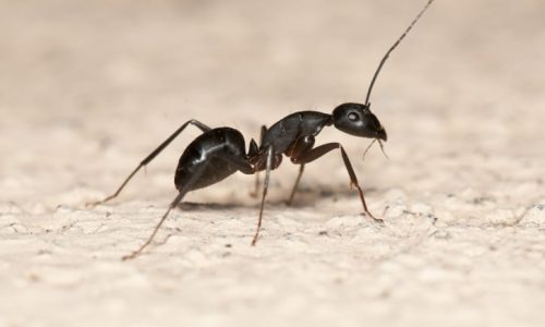 fourmis-charpentiere